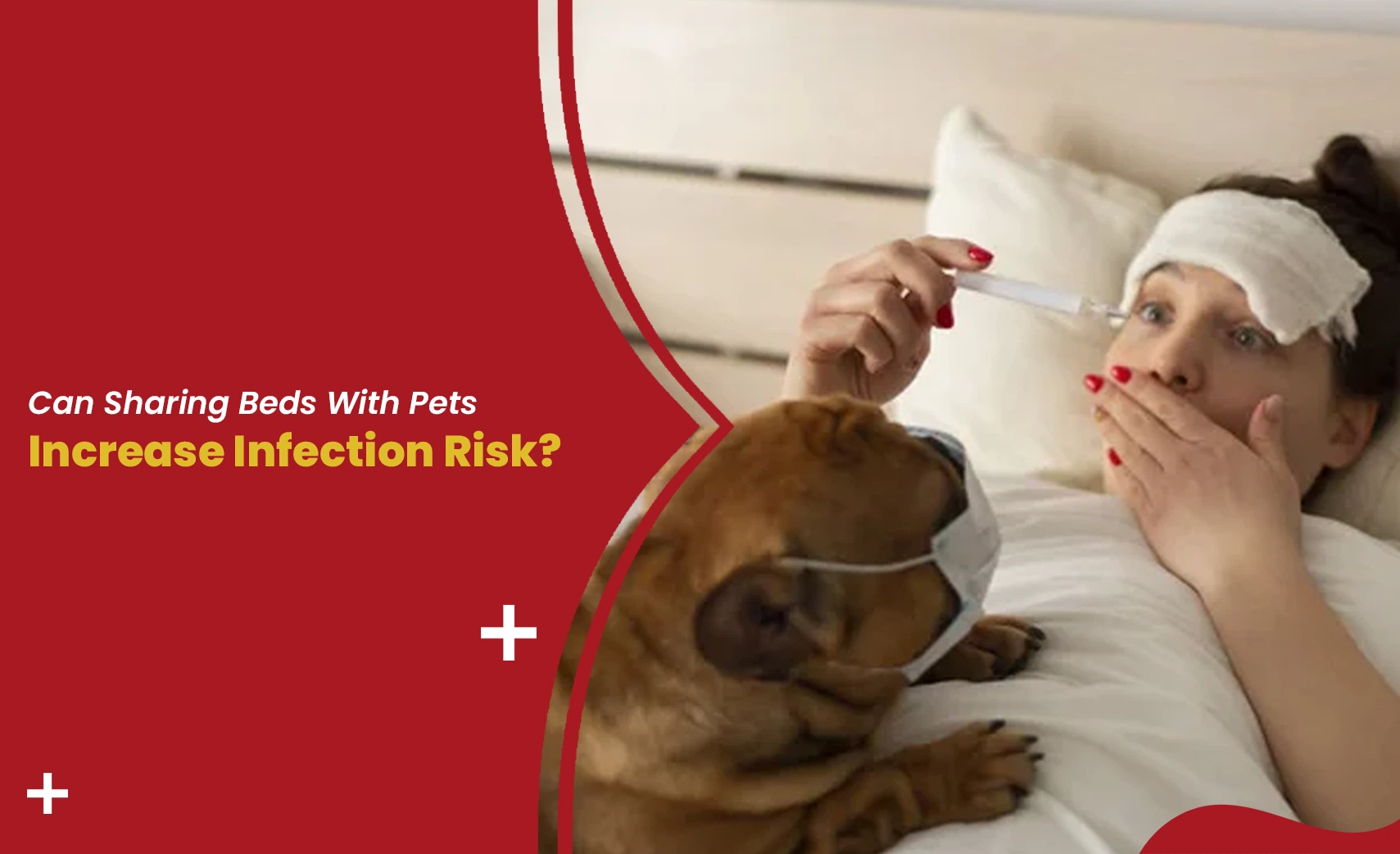 Sleeping with pets infection risk concept – sick woman in bed with dog wearing mask