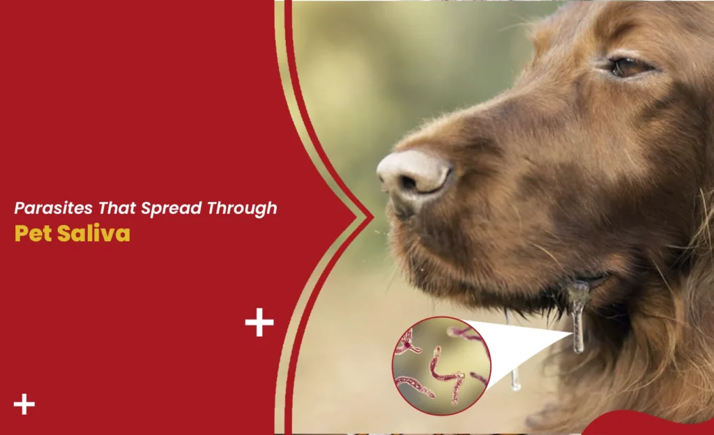 Dog drooling close-up showing parasites spread through pet saliva illustration