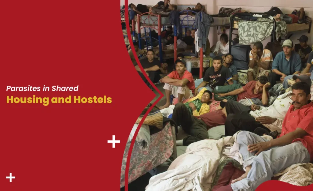 Men in crowded hostel dormitory illustrating parasites in shared housing and hostels risk