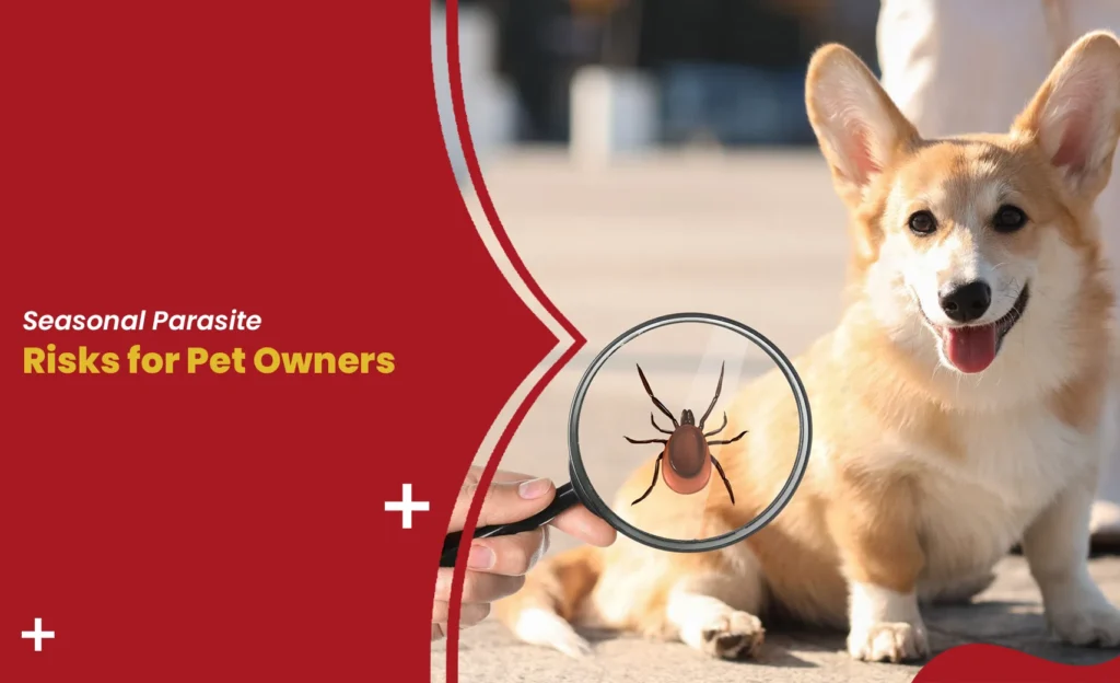 Seasonal Parasite Risks for Pet Owners – dog with tick under magnifying glass
