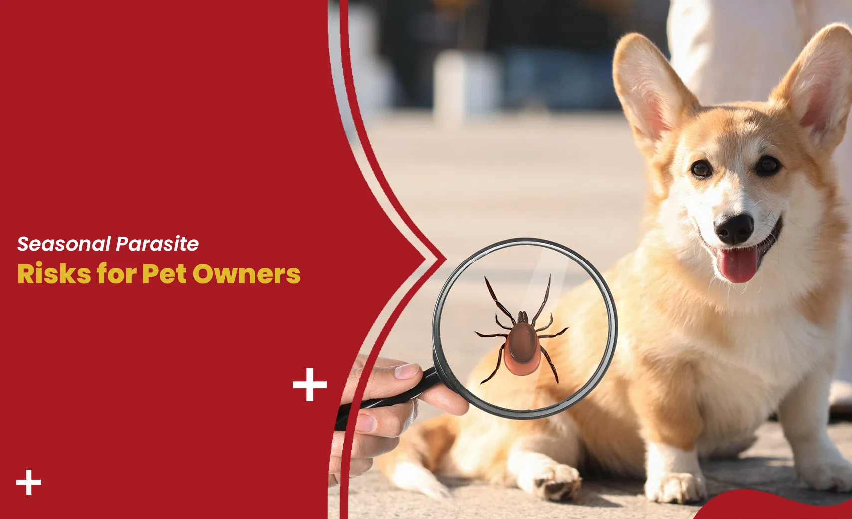 Seasonal Parasite Risks for Pet Owners – dog with tick under magnifying glass