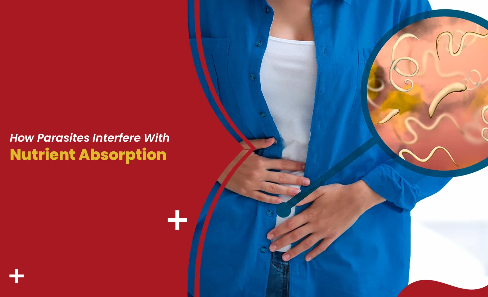 Illustration of parasites and nutrient absorption showing worms affecting human digestive system