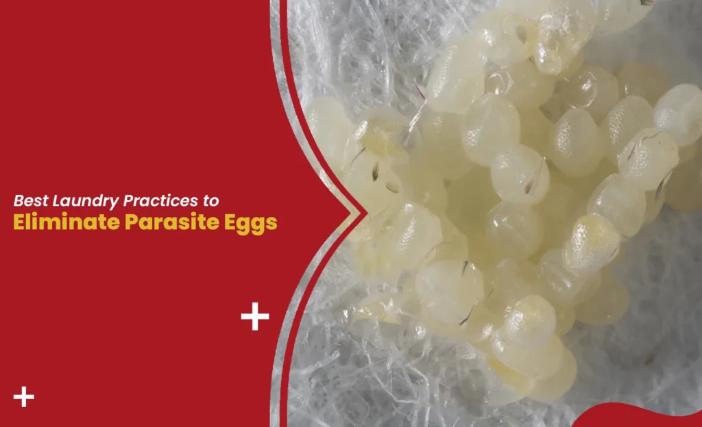 Parasite eggs on fabric close-up