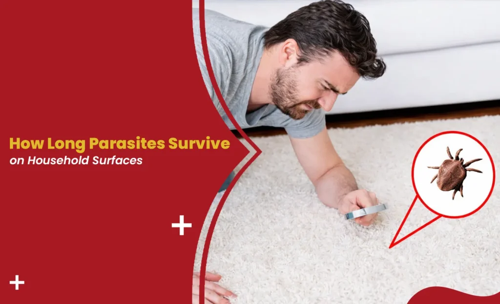 Parasites on household surfaces
