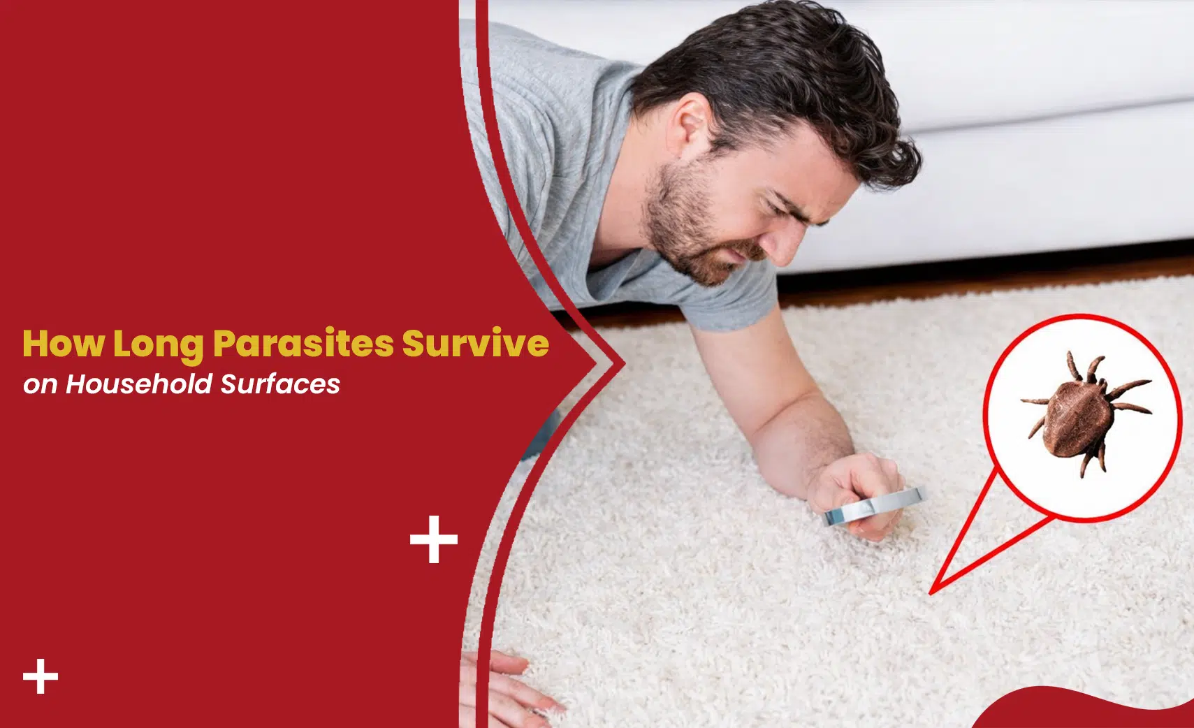 Parasites on household surfaces