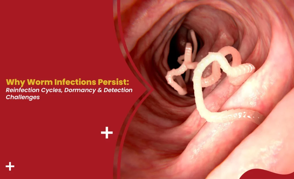Worm infection illustration showing intestinal parasites linked to reinfection and detection challenges
