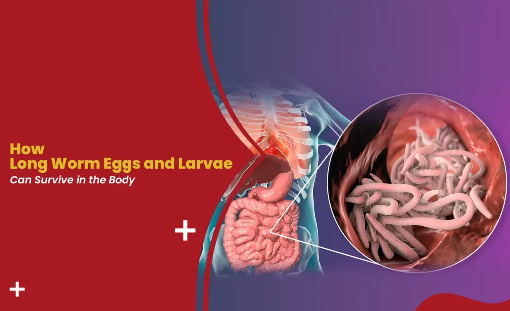 Worm Eggs and larvae inside the human intestine showing parasitic infection and survival in the body