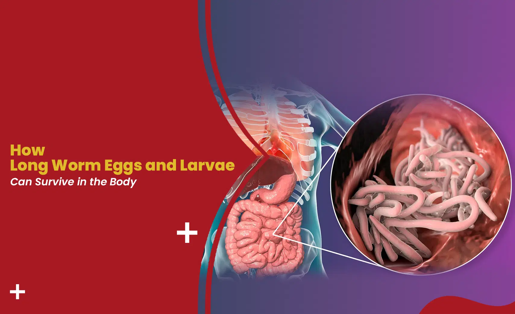 Worm Eggs and larvae inside the human intestine showing parasitic infection and survival in the body