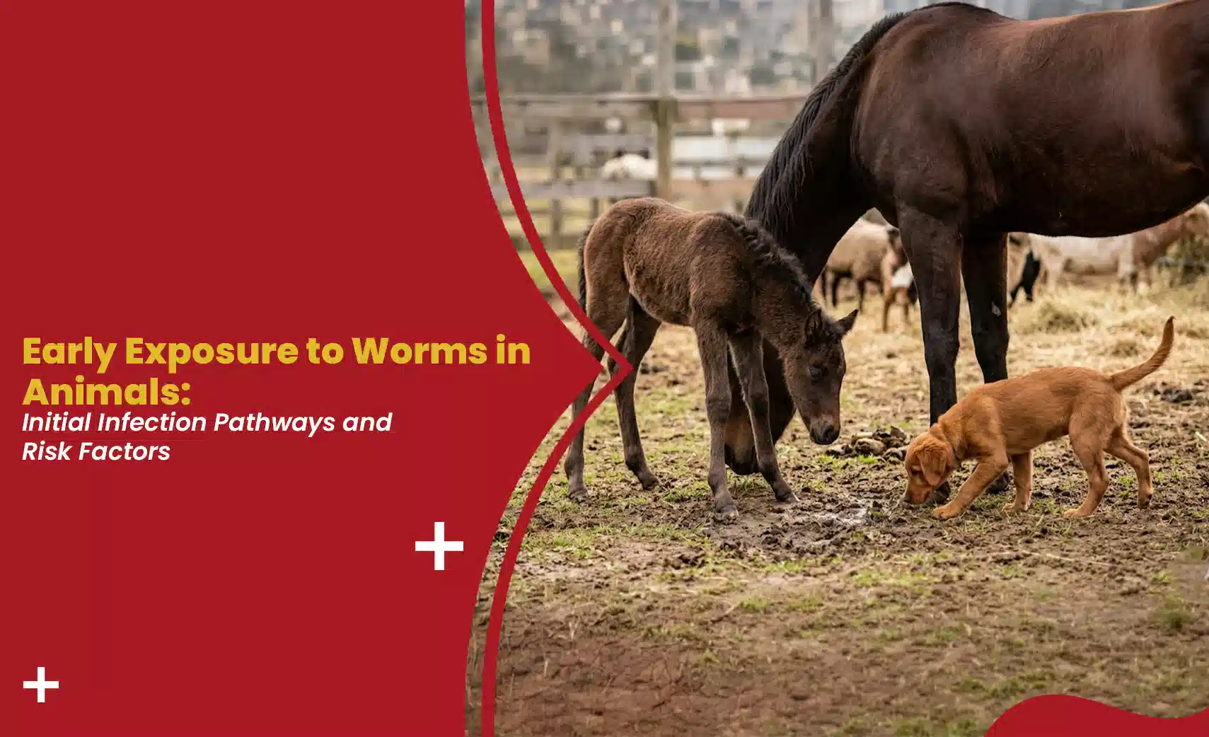 Early exposure to worms in animals showing a foal, horse, and puppy outdoors, highlighting initial infection pathways and risk factors for parasitic worm infections.