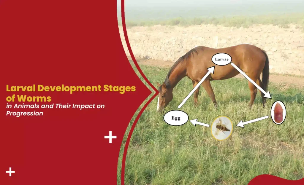 Infographic showing a horse and the life cycle of parasitic worms with labeled development stages.