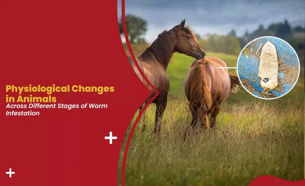 Worm infestation in animals showing physiological changes in horses caused by parasitic worms
