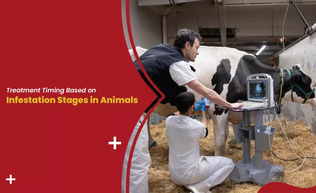 Treatment Timing for Worm Infestation in Animals showing veterinarians examining livestock to diagnose and manage internal parasite infections.