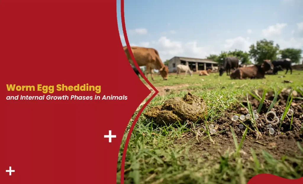 Manure on a pasture with worm eggs shedding visible in the soil and cattle grazing in the background.