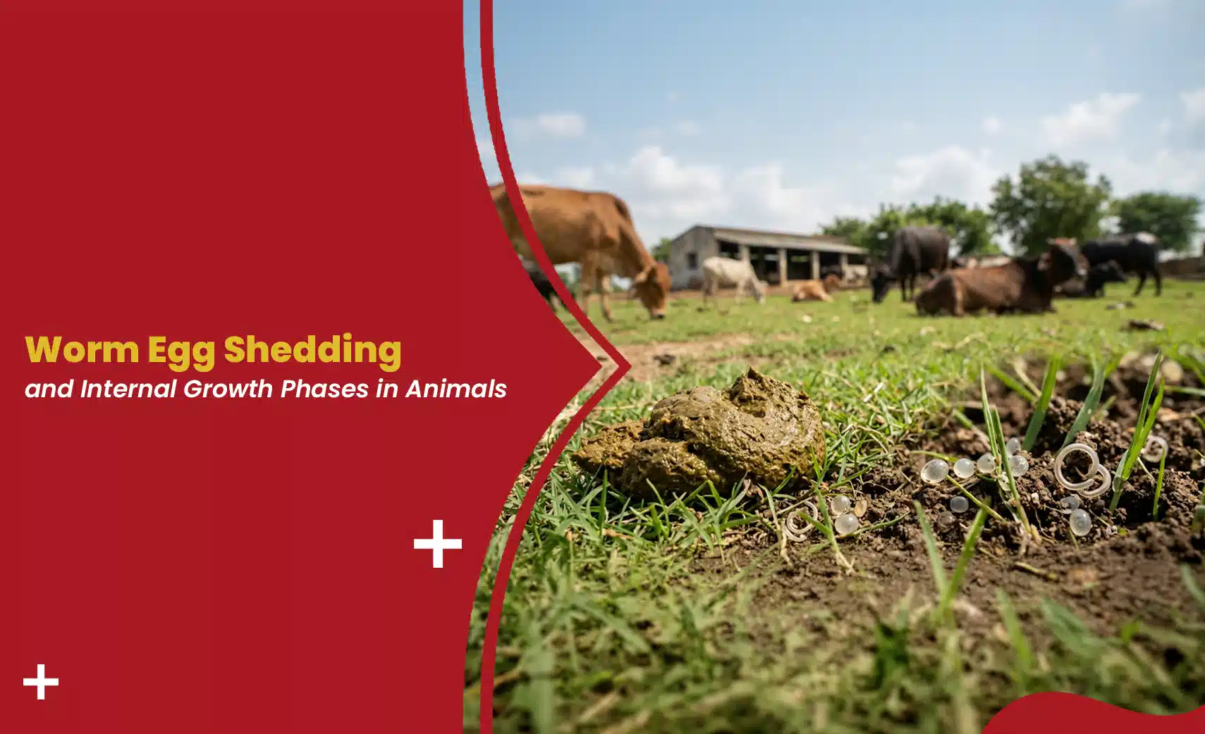 Manure on a pasture with worm eggs shedding visible in the soil and cattle grazing in the background.