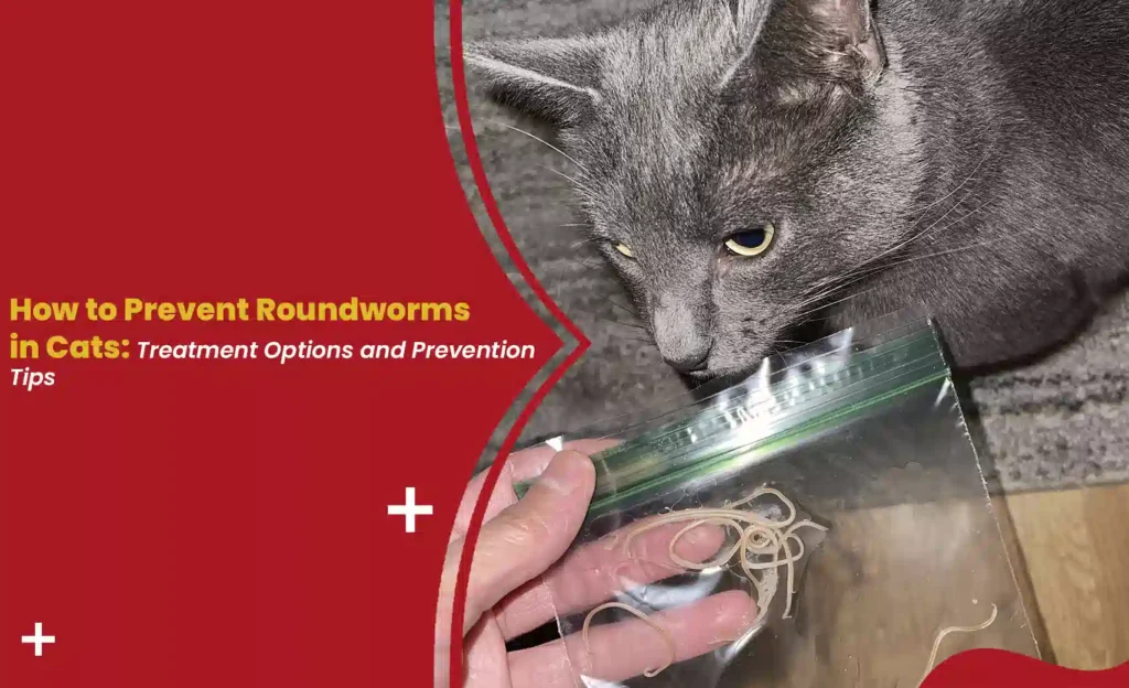 How to prevent roundworms in cats — grey cat sniffing a sealed bag of pale roundworms passed in its stool