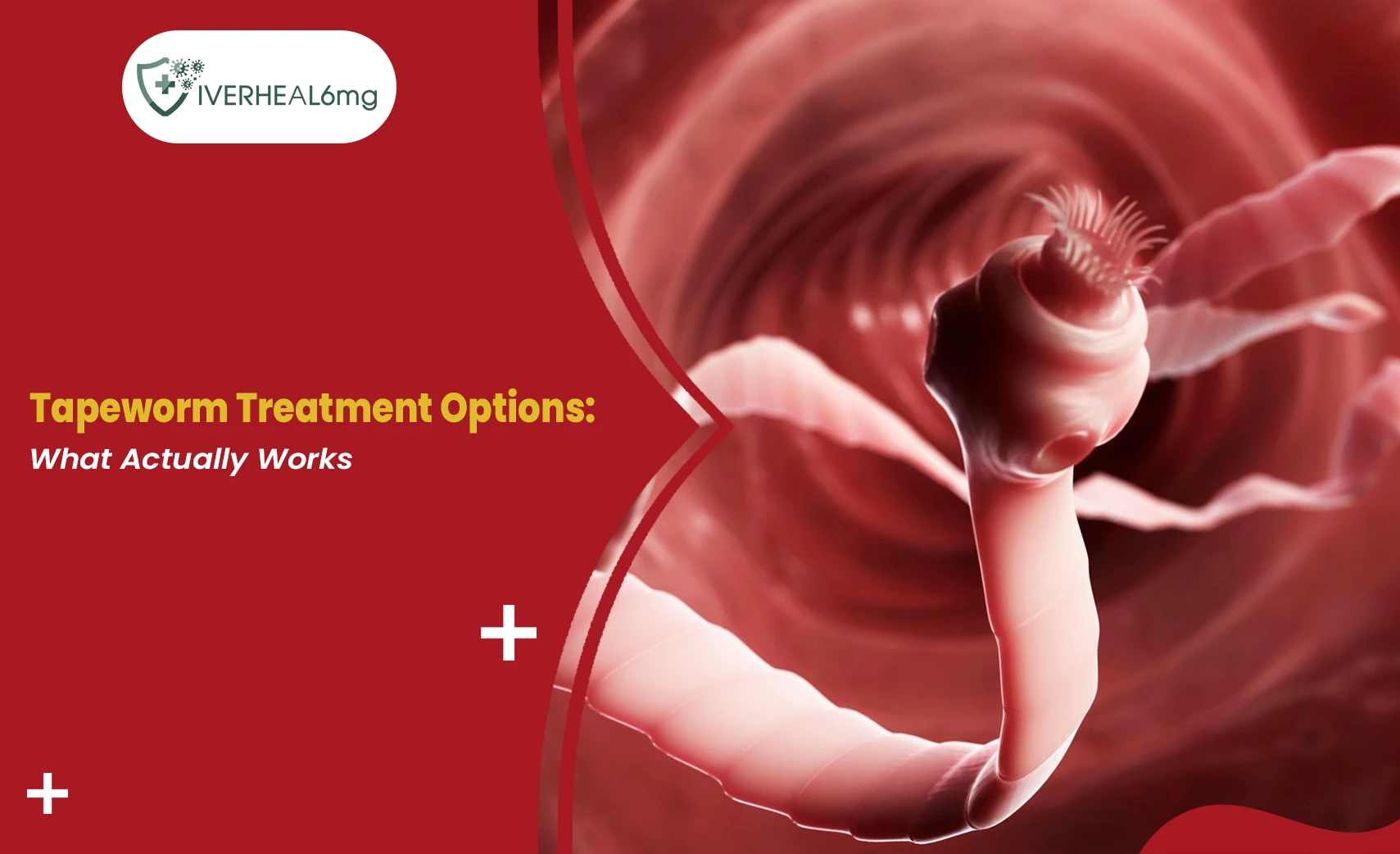 Tapeworm treatment options illustrated with a close-up view of a tapeworm inside the intestine.
